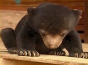 Sleepy-Bear-Cub